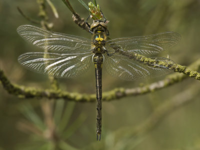 Somatochlora arctica