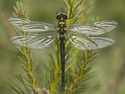 Somatochlora arctica