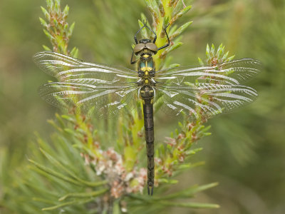 Somatochlora arctica