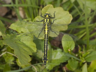 gomphus_vulgatissimus