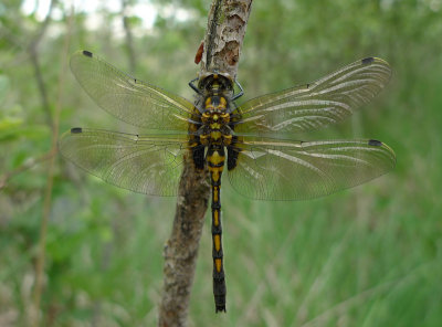 Leucorrhinia dubia