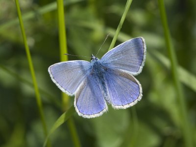 Polyommatus icarus