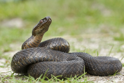 Vipera berus