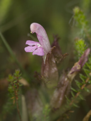 pedicularis_palustris