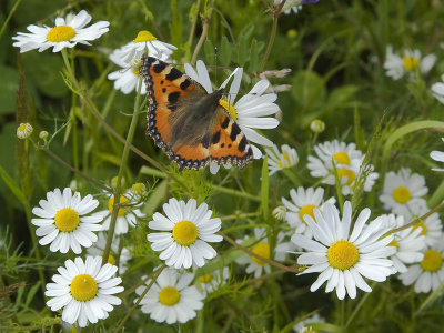 Aglais urticae