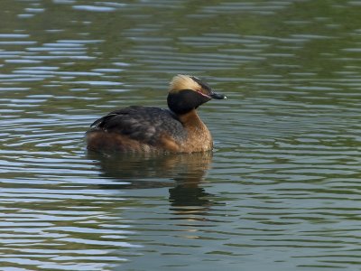 Podiceps auritus