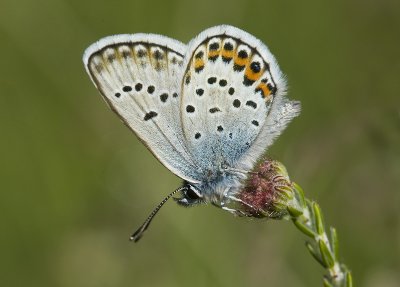 Plebeius argus
