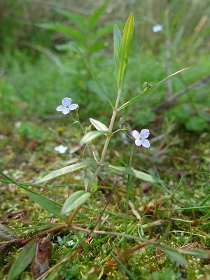 Veronica scutellata