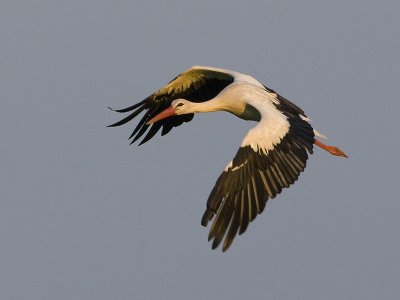 Ciconia ciconia