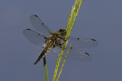 Libellula quadrimaculata
