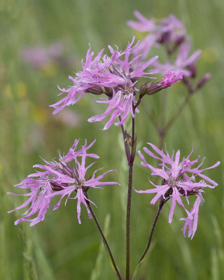 Silene flos-cuculi