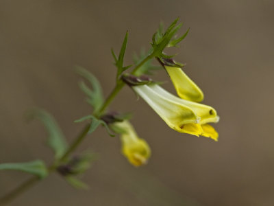 Melampyrum pratense