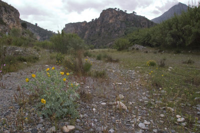 Habitat Hemidactylus turcicus
