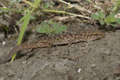 Hemidactylus turcicus