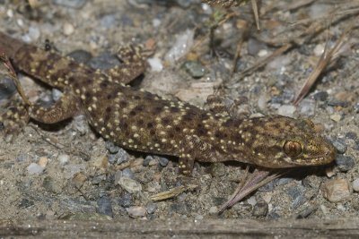 Hemidactylus turcicus