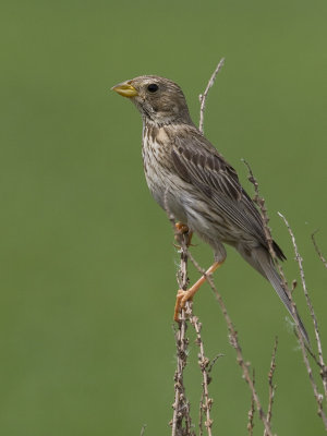 Emberiza calandra