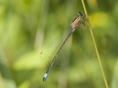 zygoptera