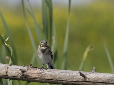Motacilla alba