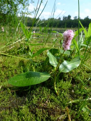 Persicaria amphibia