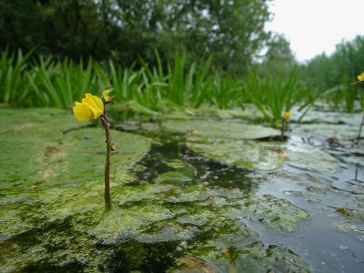 Utricularia vulgaris