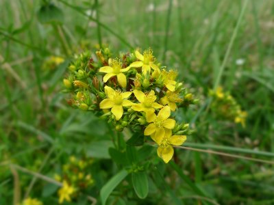 Hypericum tetrapterum