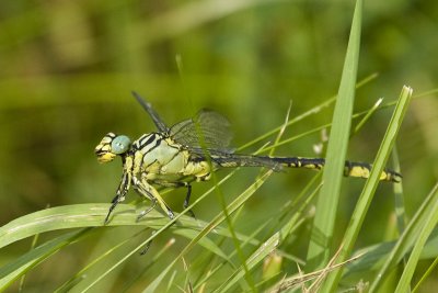 Gomphus flavipes