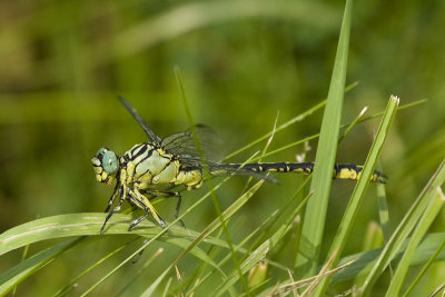 Gomphus flavipes