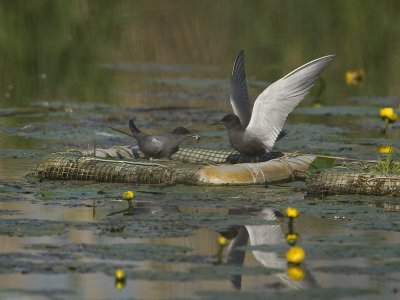 chlidonias_niger