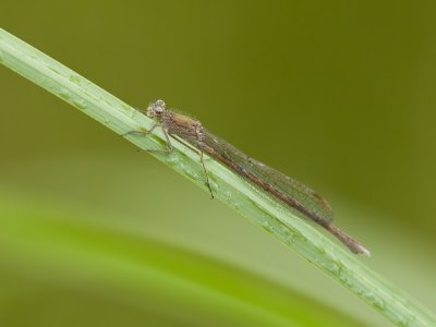 Sympecma paedisca