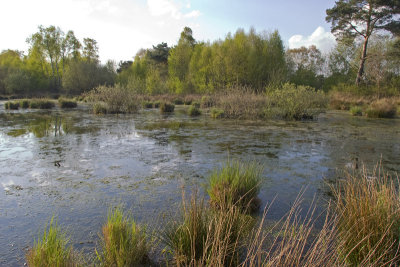 Oude Driessenven