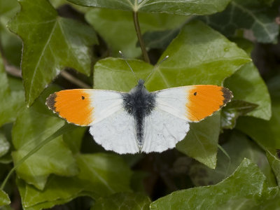 anthocharis_cardamines