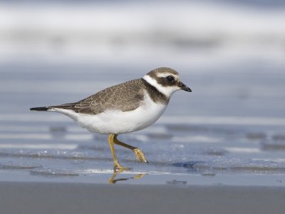 Charadrius hiaticula