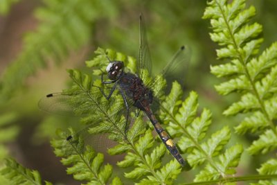 Leucorrhinia pectoralis
