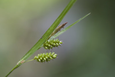 Carex pallescens