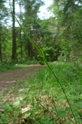 Carex pallescens