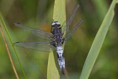 Libellula fulva