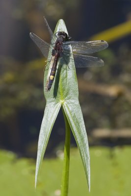 Leucorrhinia pectoralis