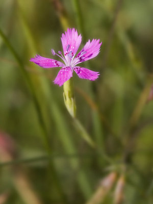 Dianthus deltoides