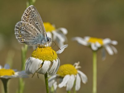 Polyommatus icarus