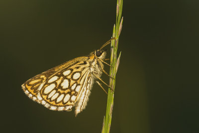 Heteropterus morpheus