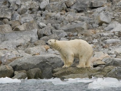 Ursus maritimus