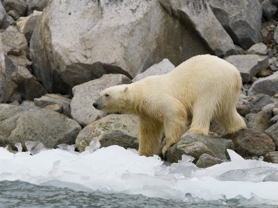Ursus maritimus