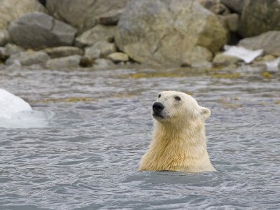 Ursus maritimus