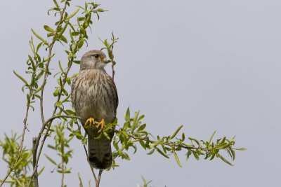 Falco tinninculus