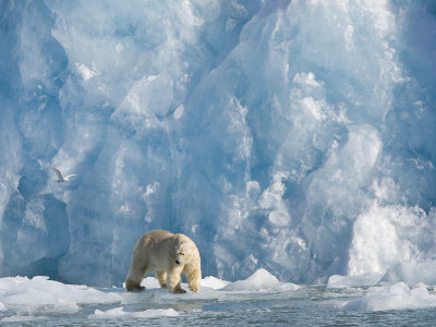 ursus_maritimus