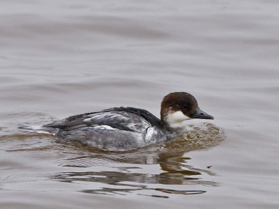 Mergellus albellus