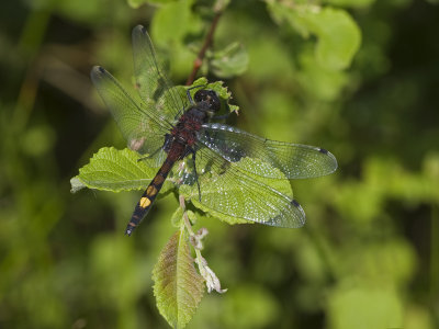 Leucorrhinia pectoralis
