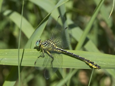 gomphus_flavipes
