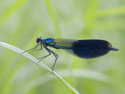 IMG_7795.jpg