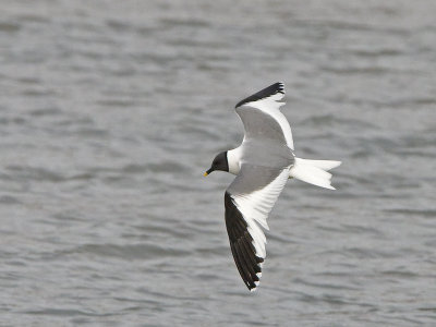 Larus sabini